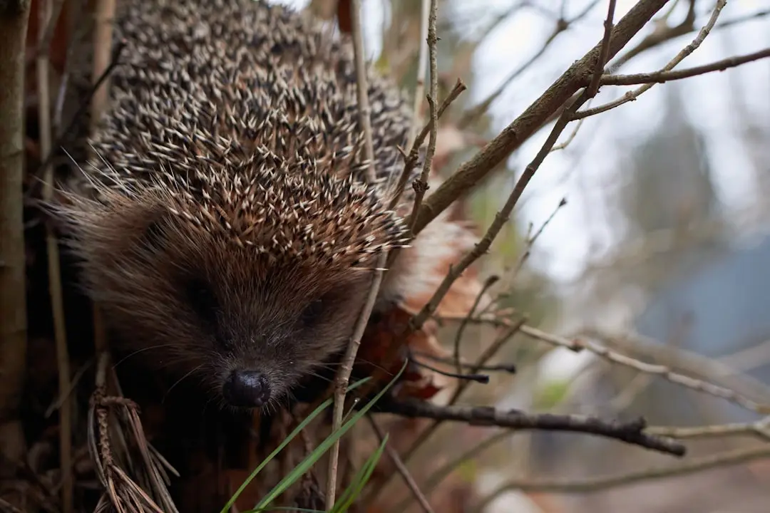 Hedgehog being cared for at a rescue